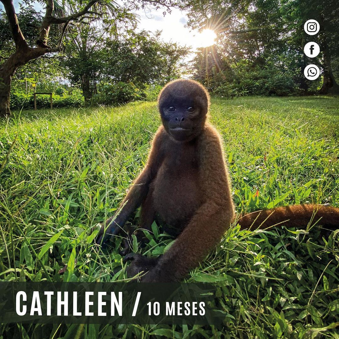 Cathleen Wooly Monkey Sitting on grass at La Isla de Los Monos Peru