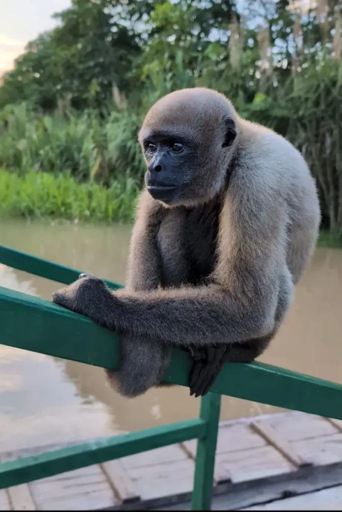Brenda Woolly Monkey January 2025