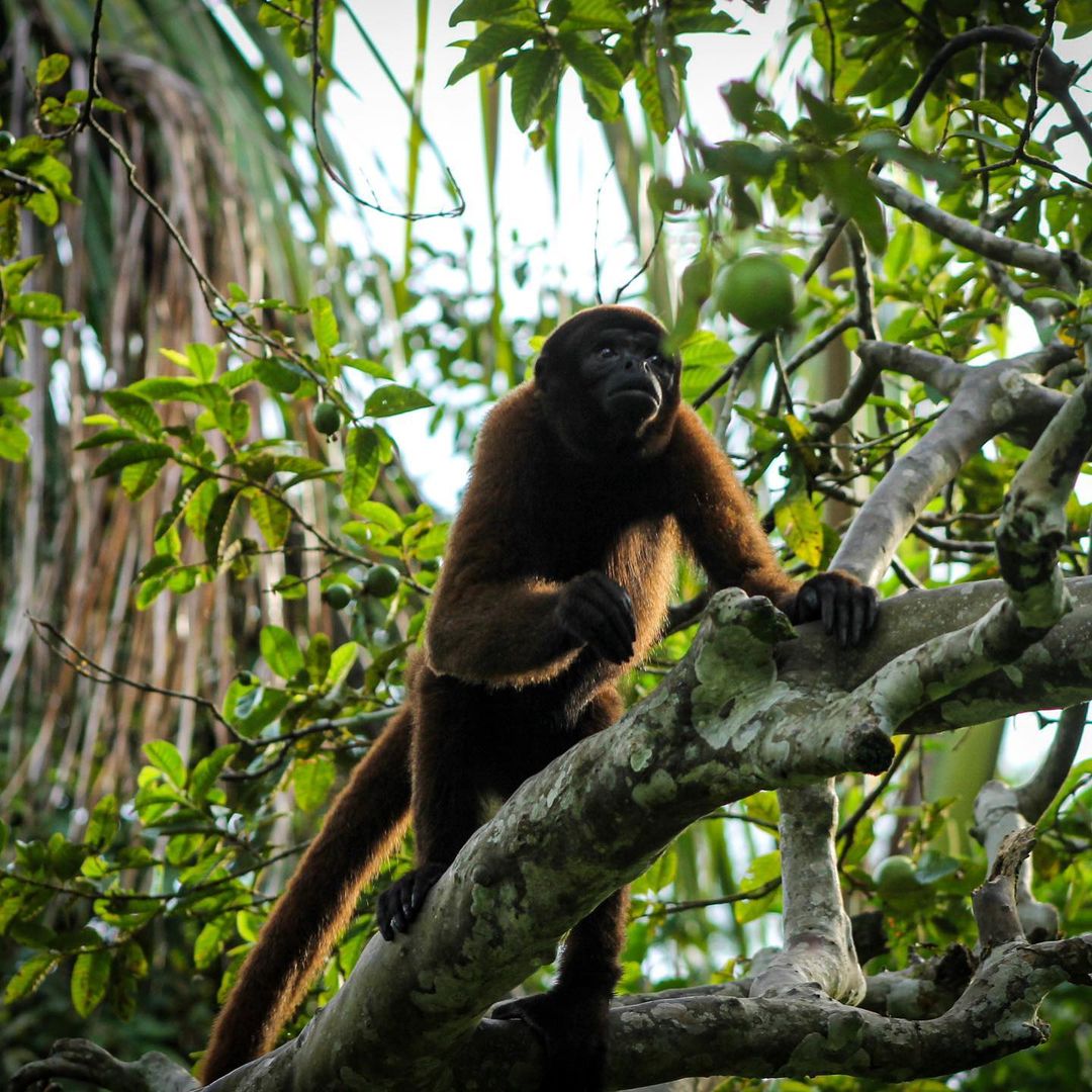 Adopt Mosita | La Isla de Los Monos