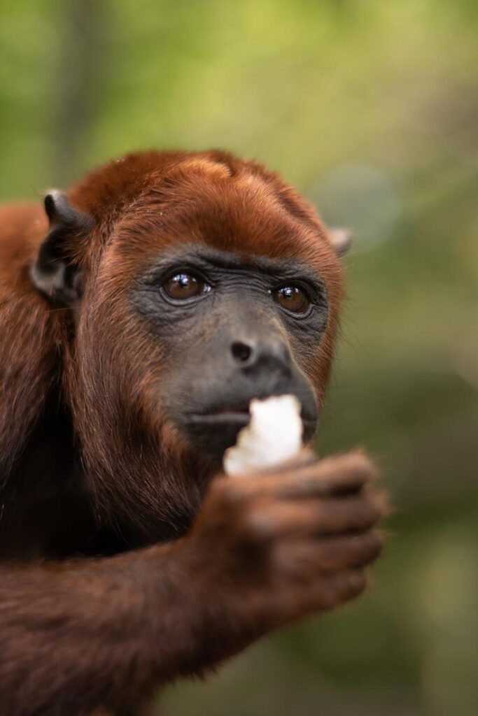 howler monkey eating