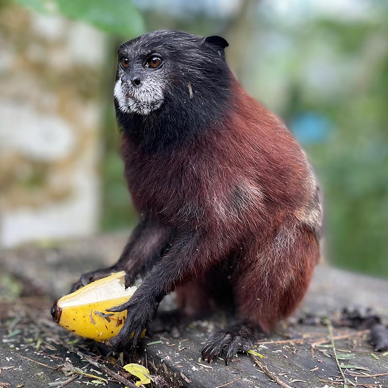 tamarin monkey