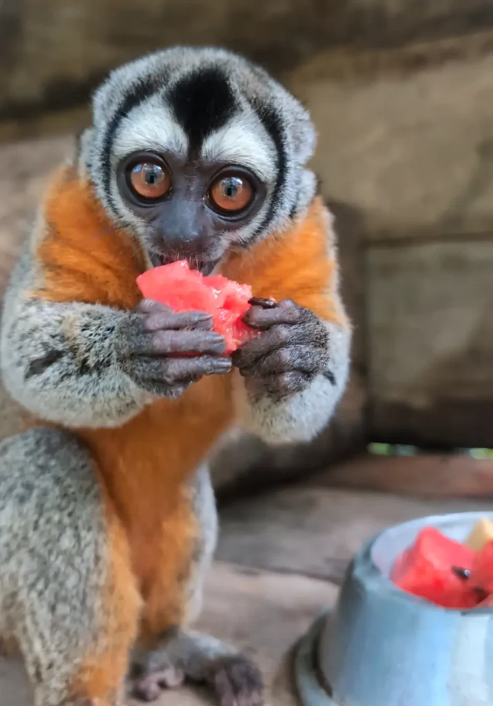 Ninfa Night Monkey Eating Watermelon