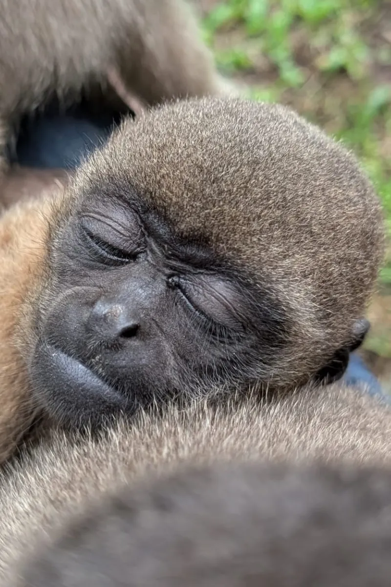 Maki Woolly Monkey 2025